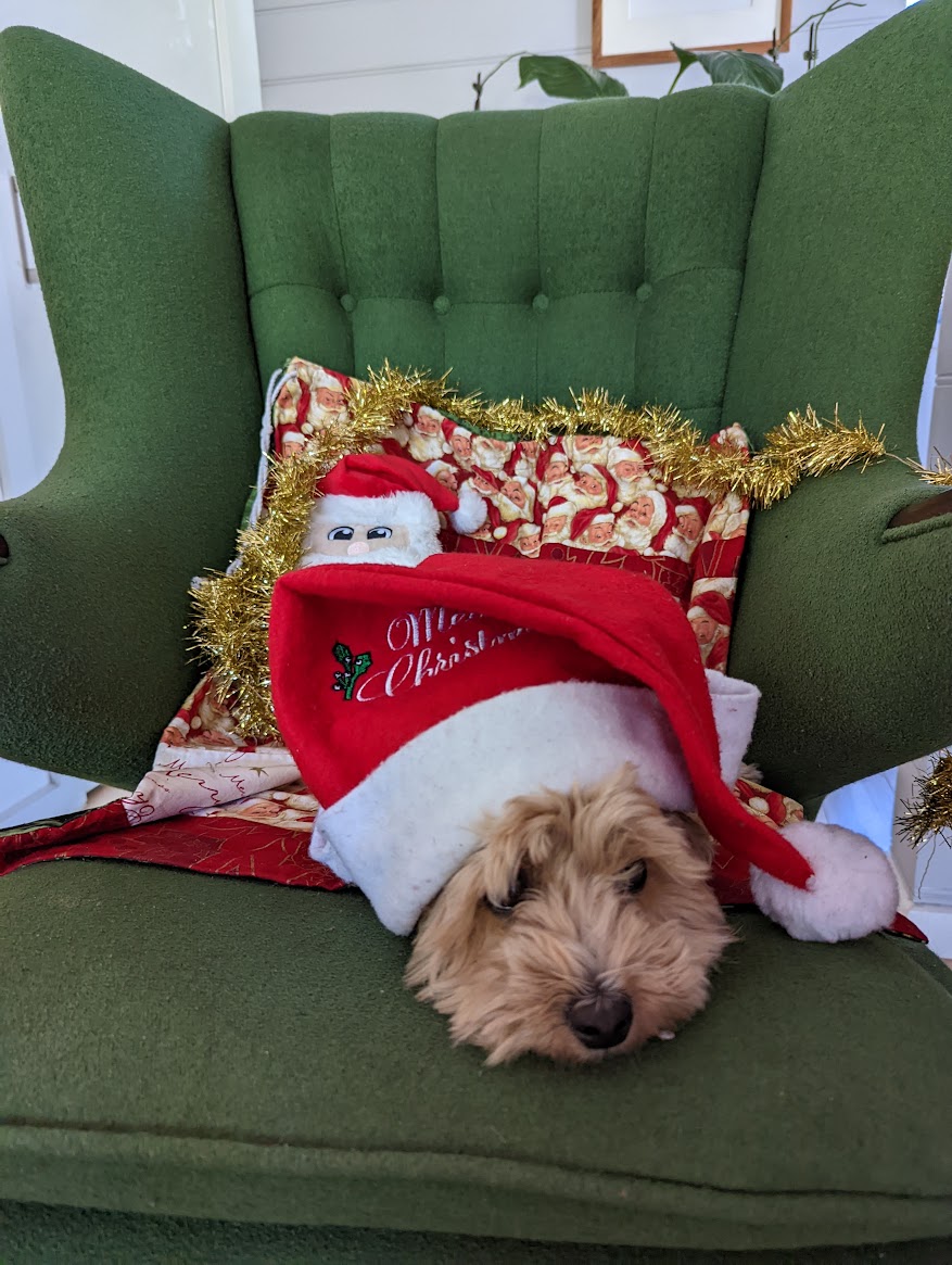 BVS will be closed FROM: Tuesday 23rd of December 5pm OPENING: Monday 5th January 2026 (8:30)